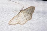 Idaea aversata
