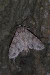 Polia nebulosa