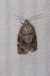Dichelia histrionana