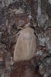 Mythimna sicula