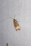 Eulia ministrana