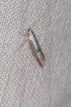 Argyresthia pruniella
