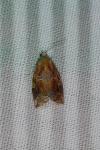 Ditula angustiorana