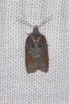 Acleris hastiana