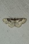 Idaea rusticata