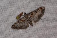 Eupithecia laquaearia