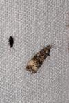 Endothenia gr. gentianaeana
