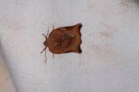 Archips podana