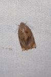 Archips crataegana