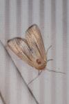 Mythimna impura