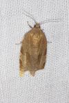 Choristoneura hebenstreitella