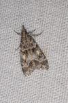 Eudonia mercurella