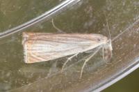Chrysoteuchia culmella