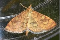 Anania verbascalis