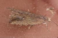 Bactra