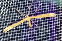 Emmelina monodactyla