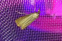 Chrysoteuchia culmella