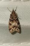 Eudonia mercurella
