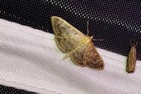 Patania ruralis