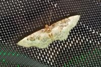 Idaea rusticata