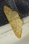 Idaea straminata
