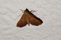 Endotricha flammealis