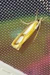 Catoptria permutatellus/osthelderi/myella