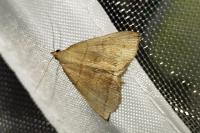 Herminia tarsicrinalis