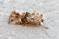 Calophasia lunula