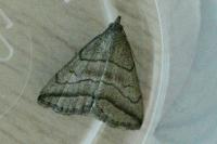Herminia tenuialis