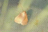 Mecyna flavalis