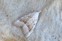 Nola aerugula