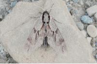 Hyloicus pinastri