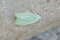 Earias clorana
