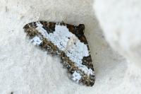 Melanthia procellata