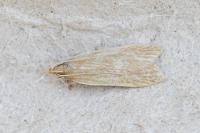 Helcystogramma rufescens