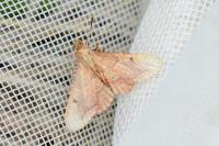 Endotricha flammealis