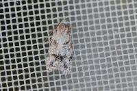 Symmoca signatella