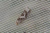 Epiblema foenella