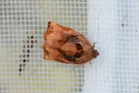 Archips podana