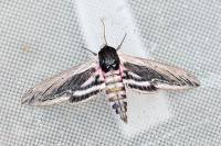 Sphinx ligustri