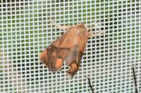 Apoda limacodes
