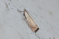 Chrysoteuchia culmella