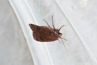 Noctua pronuba