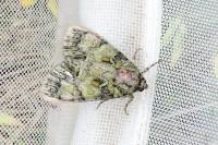 Polyphaenis sericata