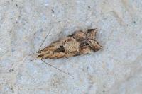 Brachmia blandella