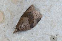 Pandemis dumetana