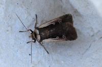 Ochropleura plecta