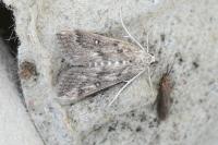Parapoynx stratiotata