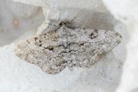 Peribatodes rhomboidaria rhomboidaria